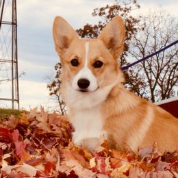 Kitty - Pembroke Welsh Corgi