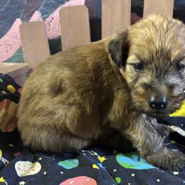 Galaxy - Wheaten male Soft Coated Wheaten Terrier puppy in Gladewater, Texas from Felicias Swheaties