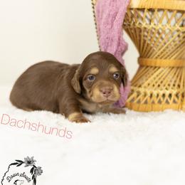 Choc and cream girl 1 purple - Chocolate and cream female Dachshund puppy in Seminary, Mississippi from Down South Mavericks Dachshunds