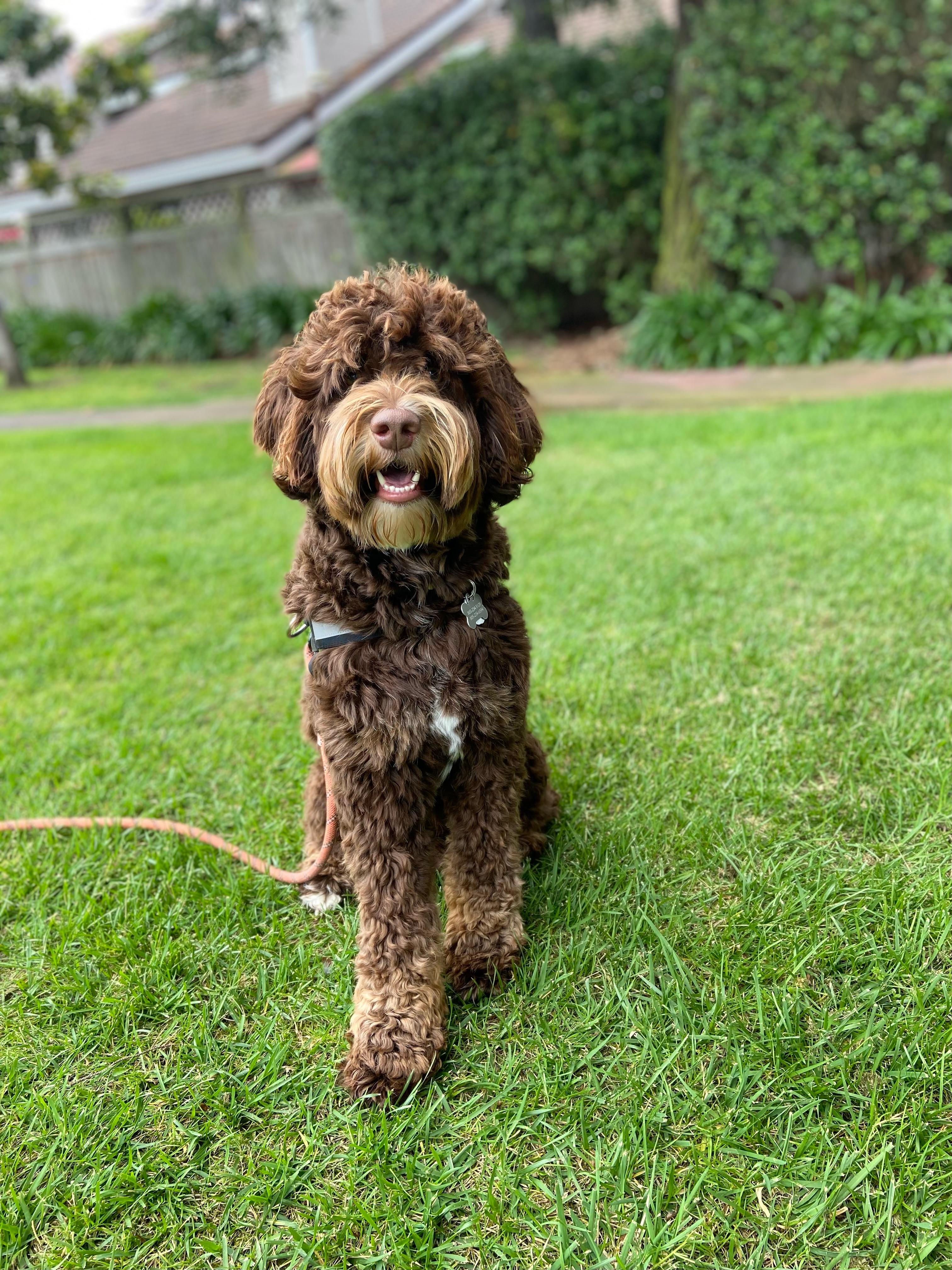 Gus