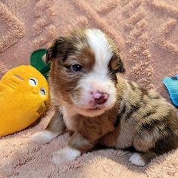 Hank - Red merle male Toy Australian Shepherd puppy in Shepherd, Texas from GAMALA Farm & Kennels