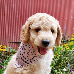 Aussiedoodles, Bernedoodles, and Goldendoodles from Mikkiana's Doodles