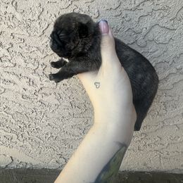 Girl 2 - Brindle French Bulldog puppy in Arizona from Prickly Pear Kennels