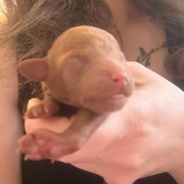 Boy  1 - Red male Cavapoo puppy in Kalamazoo, Michigan from Sleeping Bear Kennels