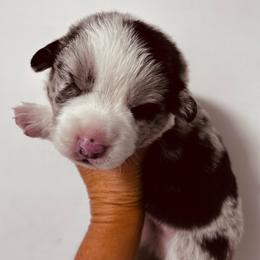Wrangler - Blue merle and white male Cardigan Welsh Corgi puppy in Kerens, West Virginia from Leather & Lace