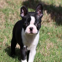 Elliot - Black and white male Boston Terrier puppy in Winnsboro, Texas from JP Ranch Bulldogs