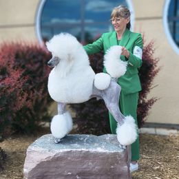 Poodle puppies from N'Co. Parti Poodles