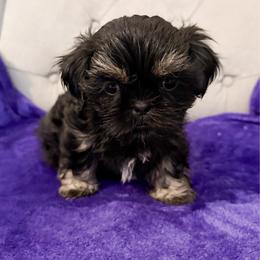 Peter - Black and tan male Shih Tzu puppy in Connersville, Indiana from Royal Blossom Shihtzus