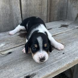 Piebald boy - Piebald male Dachshund puppy in South Willard, Utah from Doxies in the Sun