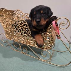 Pink - Black and rust female Beauceron puppy in Batavia, New York from Oakland Beaucerons