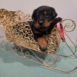Pink - Black and rust female Beauceron puppy in Batavia, New York from Oakland Beaucerons