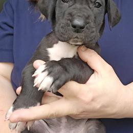 Violet - Black female Great Dane puppy in Brookings, South Dakota from Debonair Danes
