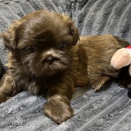 Boy 3 - Liver male Shih Tzu puppy in Fair Grove, Missouri from Hilltop Shih Tzus