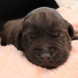 Charity - Chocolate female Labrador Retriever puppy in Camden, Indiana from Camden's Caring Canines