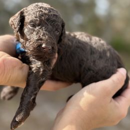Bobby - Brown male Poodle puppy in Spring Hills, Florida from The Olympus Standard Poodle