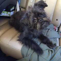 Bernese Mountain Dog and Brussels Griffon Puppies from Brooks Berner Bears