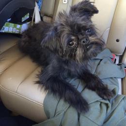 Bernese Mountain Dog and Brussels Griffon Puppies from Brooks Berner Bears