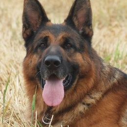 German Shepherds from Rallhaus German Shepherds