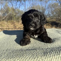 Maple - Black and white female Aussiedoodle puppy in Eastland, Texas from H5 Mini Doodles
