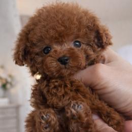 Chihuahuas, Maltese, Poodles, and Yorkshire Terriers from Natalias Tiny Puppies