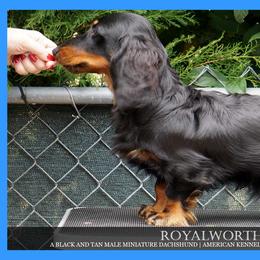 Maxim - Dachshund