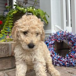 Dean - Apricot male Goldendoodle puppy in Camden, North Carolina from Oopsie Doodles of NC