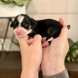 Amethyst- purple collar - Tri-color female Bernedoodle puppy in Salt Lake County, Utah from Coco Avenue Pups