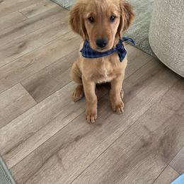 Goldendoodle and Golden Retriever Puppies from BloomingPuppies