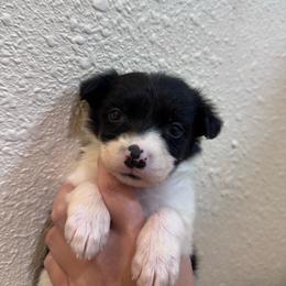 Sneezy - Black and white female Border Collie puppy in Oberlin, Kansas from Hangin R Kennels