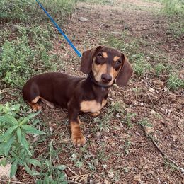 Rusty - Dachshund