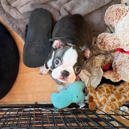 We are calling him, Waylon - Brindle and white male Boston Terrier puppy in Huson, Montana from Lone Spur Boston’s