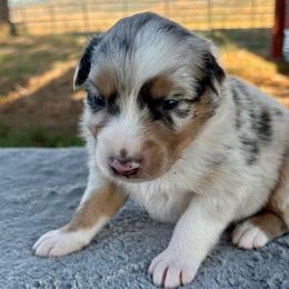 Jesse - Blue merle female Australian Shepherd puppy in Preston, Idaho from KC Bar Ranch Aussies