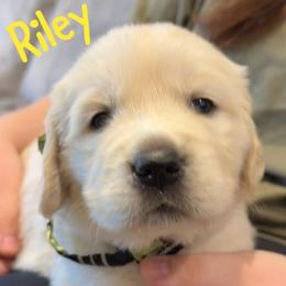 Riley 3800 - Light golden female Golden Retriever puppy in Peoria, Arizona from Westwing Retrievers