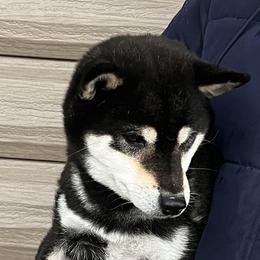 Gemma - Shiba Inu