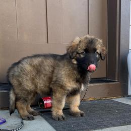 Sleepy (Black) - Fawn sable male Shiloh Shepherd puppy in Vancouver, Washington from North By Northwest Shilohs “NBNW”