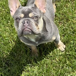 Zeni - French Bulldog