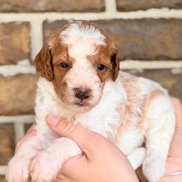 Wendy - Parti female Goldendoodle puppy in Macclenny, Florida from Baker County Goldendoodles