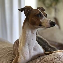 Savy - Italian Greyhound