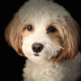 Companion Crosses, Maltese, Morkies, and Yorkipoos from MC Kennels