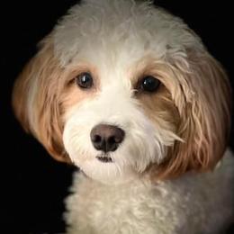 Companion Crosses, Maltese, Morkies, and Yorkipoos from MC Kennels