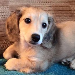 Dachshunds from Susan's Dachshunds