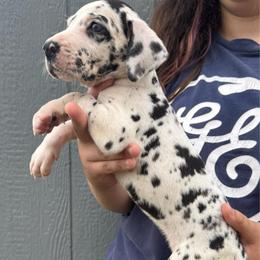 Wasp - Harlequin female Great Dane puppy in Florida from Beachside Kennels