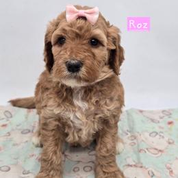 Roz - Red  female Goldendoodle puppy in Neillsville, Wisconsin from Granton Creek