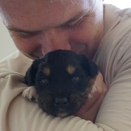 Australian Shepherds from Salty Dog Australian Shepherds