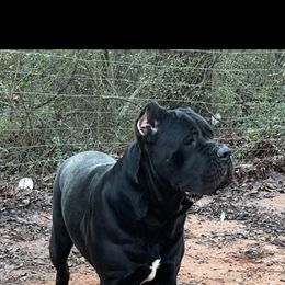 Ludivica - Cane Corso