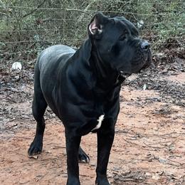 Ludivica - Cane Corso