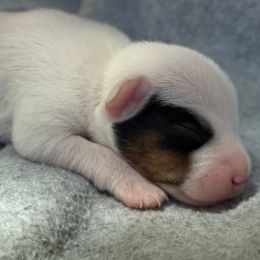 Girl 2 - Tri-color female Jack Russell Terrier puppy in Yakima County, Washington from Saddle Rock Kennels