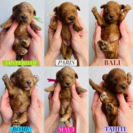 Aussiedoodle and Goldendoodle Puppies from Hot Springs Kennels