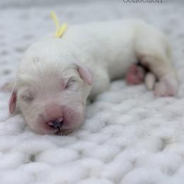Mabel - Yellow Collar - White female Great Pyrenees puppy in San Marcos, California from Faith Family Freedom Farm