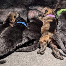 German Shepherd Puppies from Cintron K9